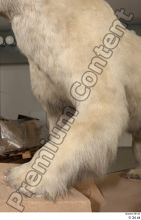 Polar bear leg 0022.jpg